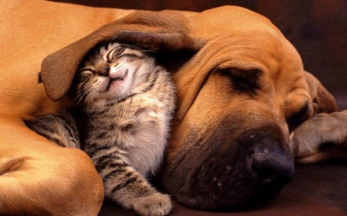 Dog and Cat 2