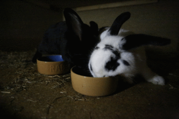 Animated GIF of rabbits eating